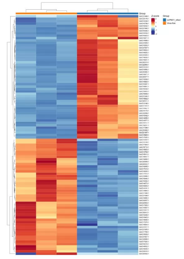 figure 4. Clustering Heatmap